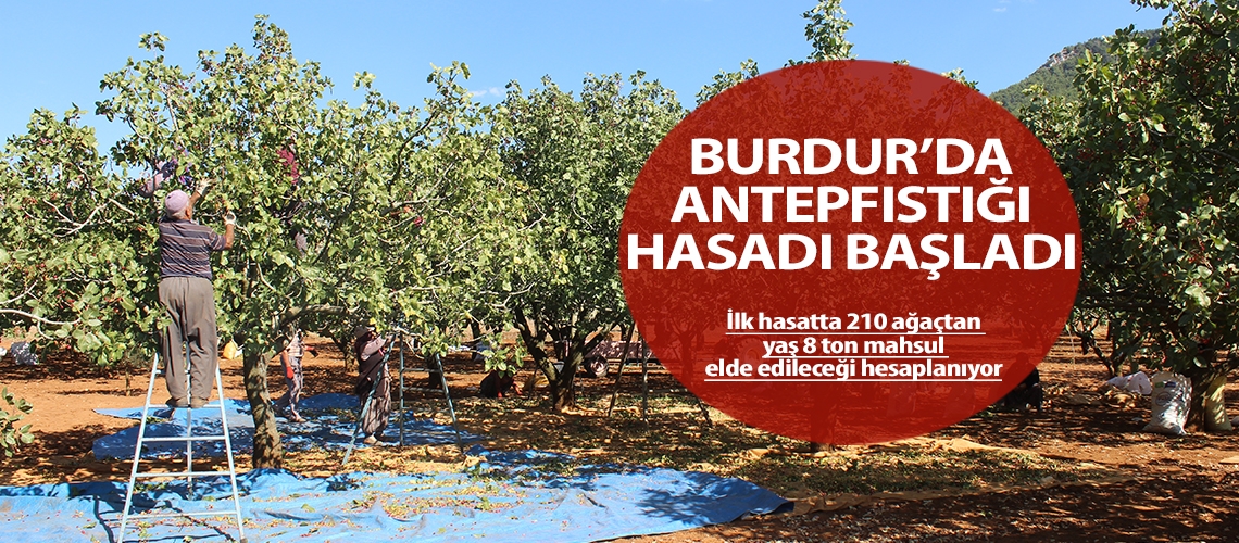 Burdur’da antepfıstığı hasadı başladı