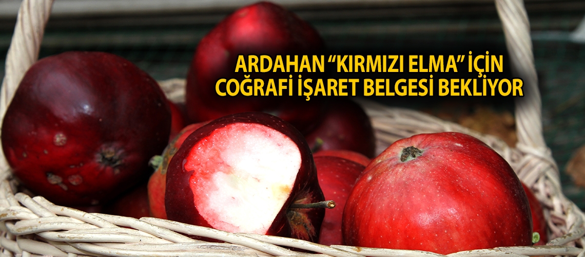 Ardahan “kırmızı elma” için coğrafi işaret belgesi bekliyor