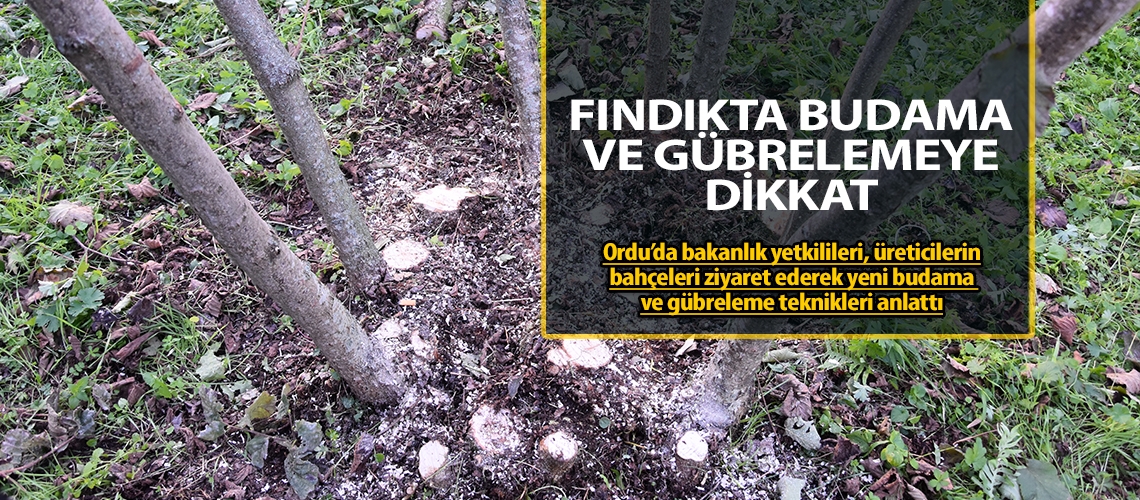 Fındıkta budama ve gübrelemeye dikkat