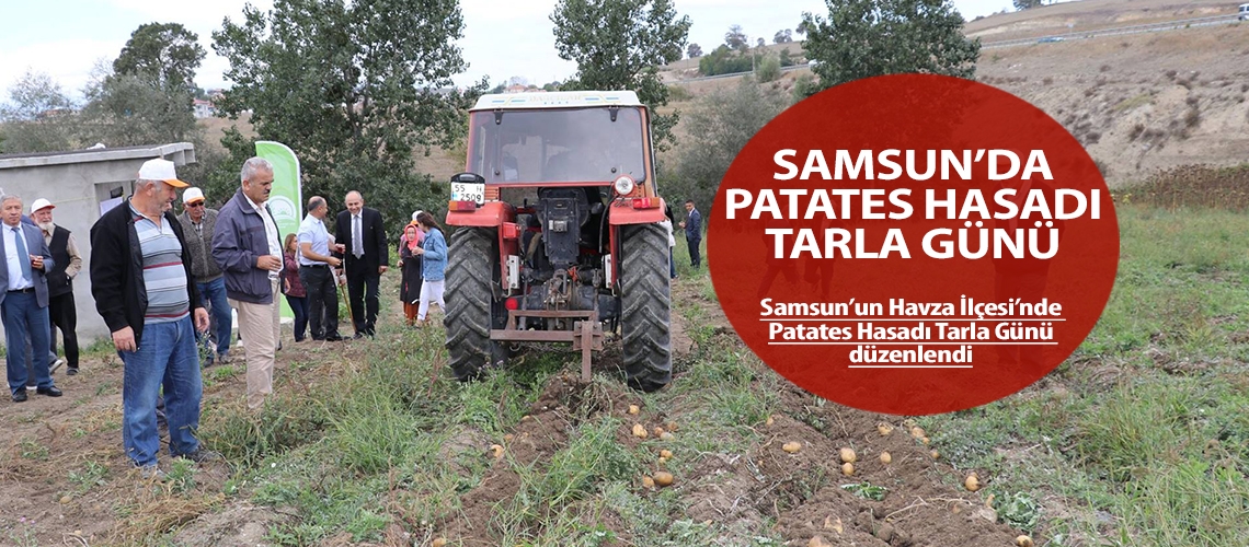 Samsun’da patates hasadı tarla günü