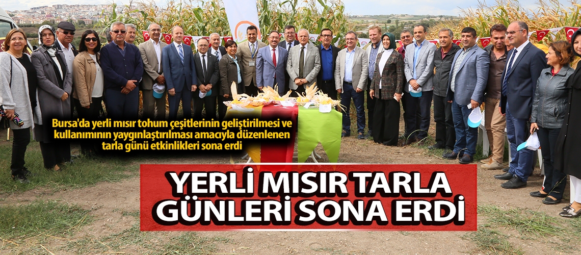 Yerli mısır tarla günleri sona erdi