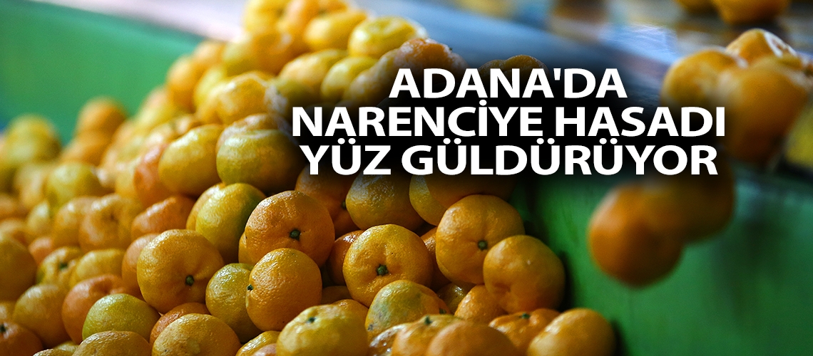 Adana'da narenciye hasadı yüz güldürüyor