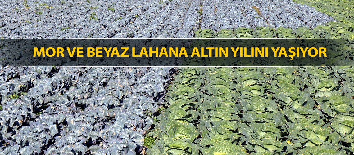 Mor ve beyaz lahana altın yılını yaşıyor