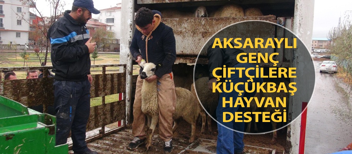 Aksaraylı Genç Çiftçilere küçükbaş hayvan desteği