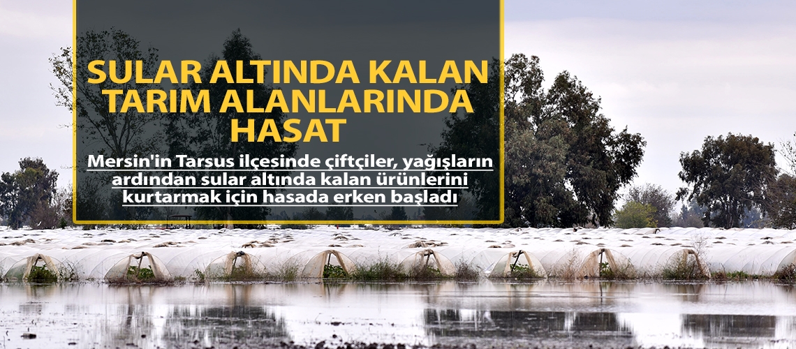 Sular altında kalan tarım alanlarında hasat