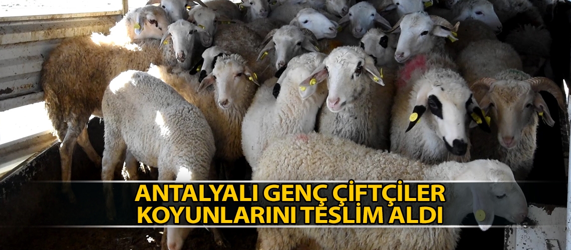 Antalyalı Genç Çiftçiler koyunlarını teslim aldı