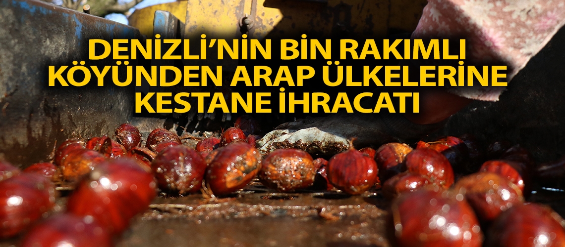 Denizli’nin bin rakımlı köyünden Arap ülkelerine kestane ihracatı