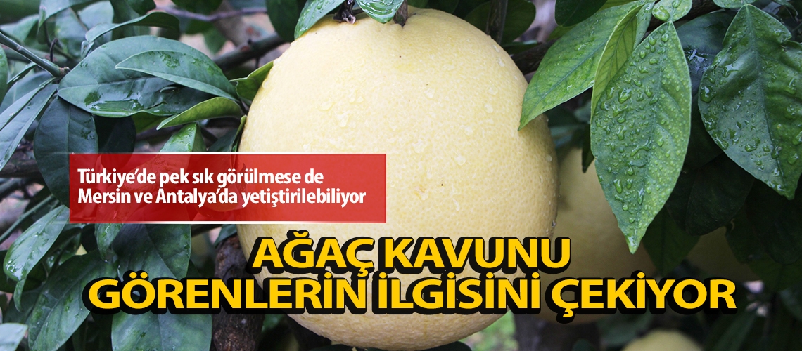 Ağaç kavunu görenlerin ilgisini çekiyor