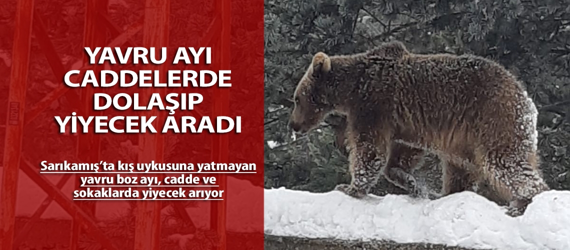 Yavru ayı caddelerde dolaşıp yiyecek aradı