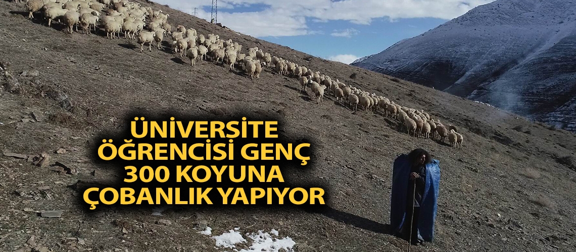 Üniversite öğrencisi genç 300 koyuna çobanlık yapıyor