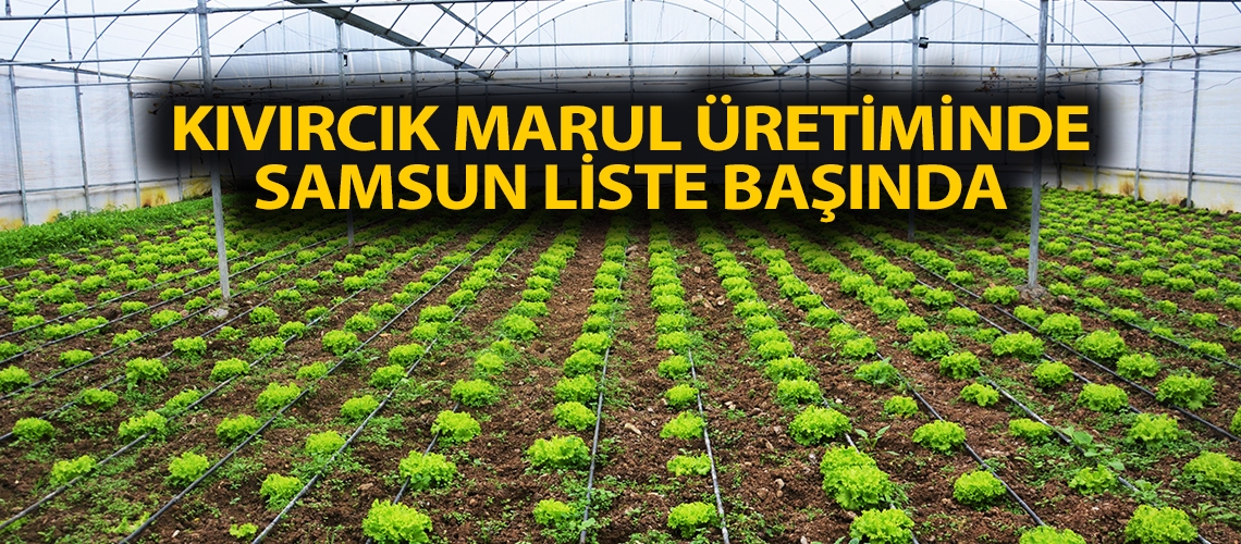 Kıvırcık marul üretiminde Samsun liste başında