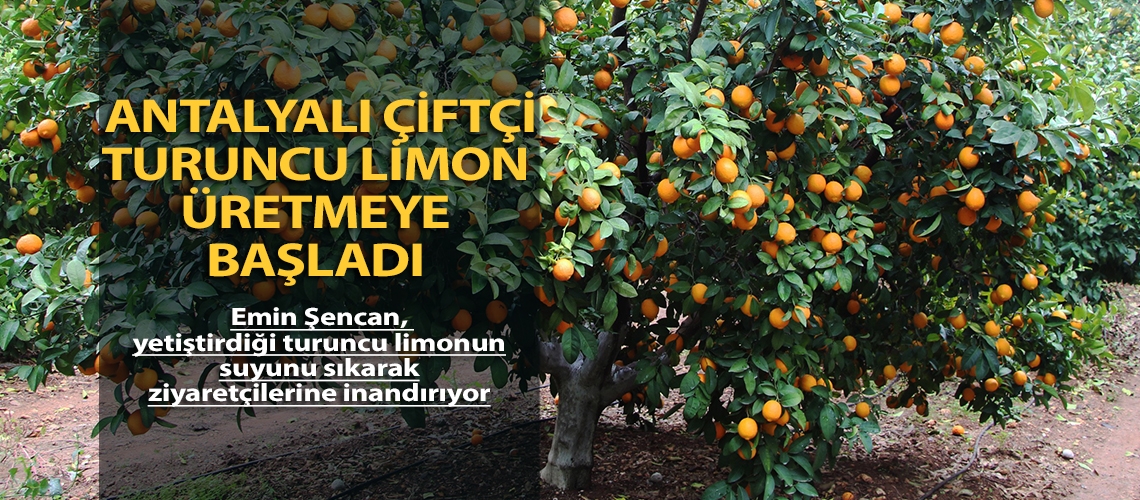 Antalyalı çiftçi turuncu limon üretmeye başladı