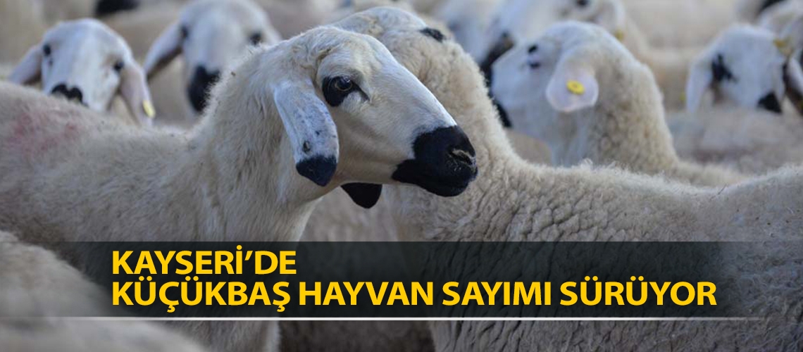 Kayseri’de küçükbaş hayvan sayımı sürüyor