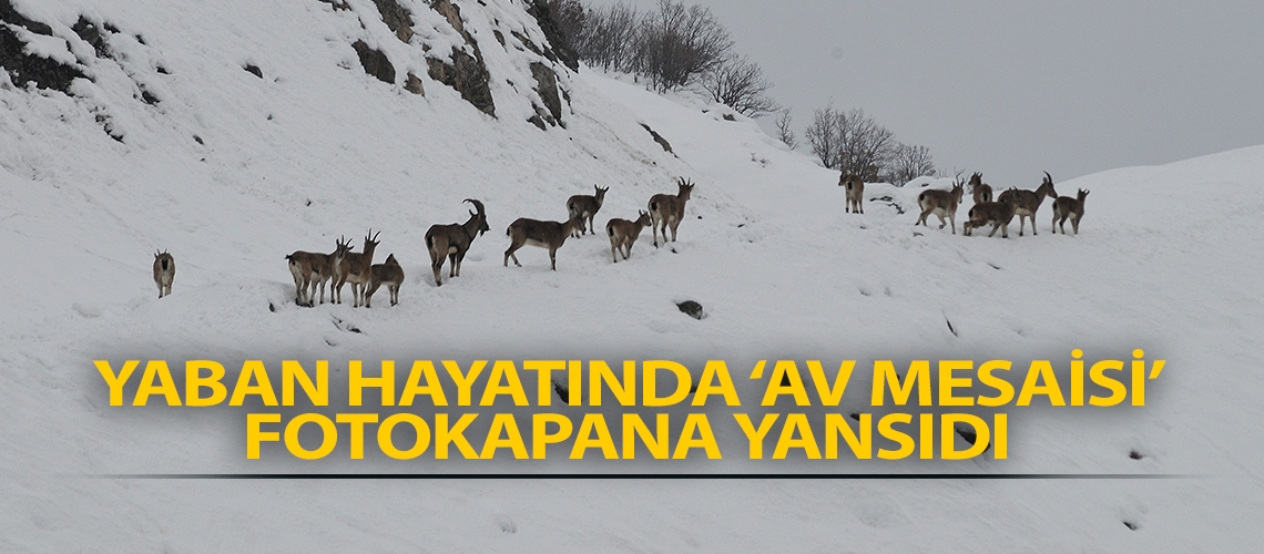 Yaban hayatında ‘av mesaisi’ fotokapana yansıdı