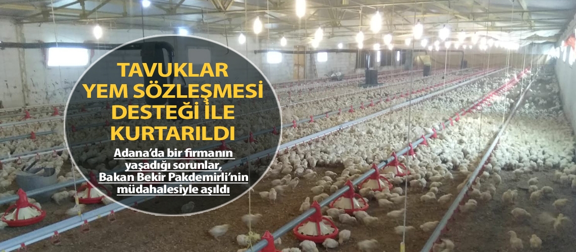 Tavuklar yem sözleşmesi desteği ile kurtarıldı