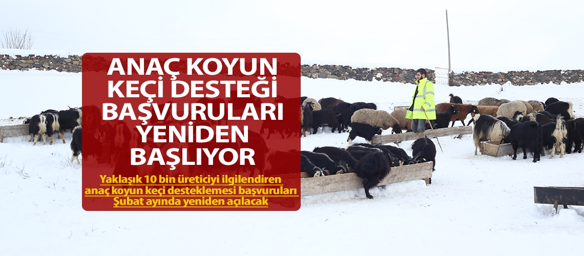 Anaç koyun keçi desteği başvuruları yeniden başlıyor