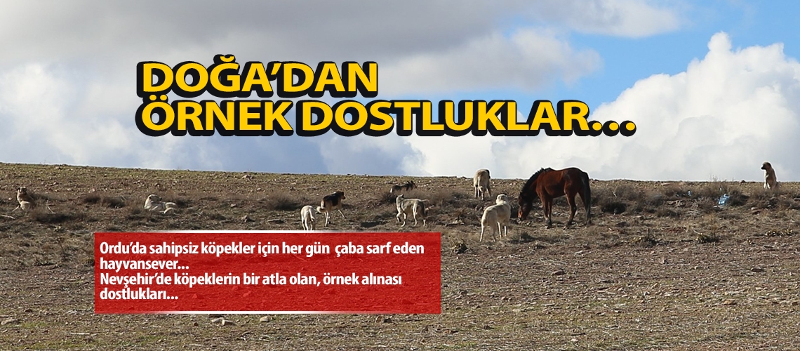 Doğa’dan örnek dostluklar…