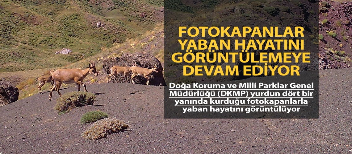 Fotokapanlar yaban hayatını görüntülemeye devam ediyor