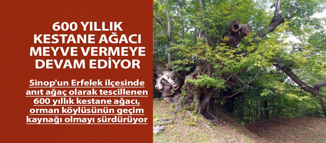 600 yıllık kestane ağacı meyve vermeye devam ediyor