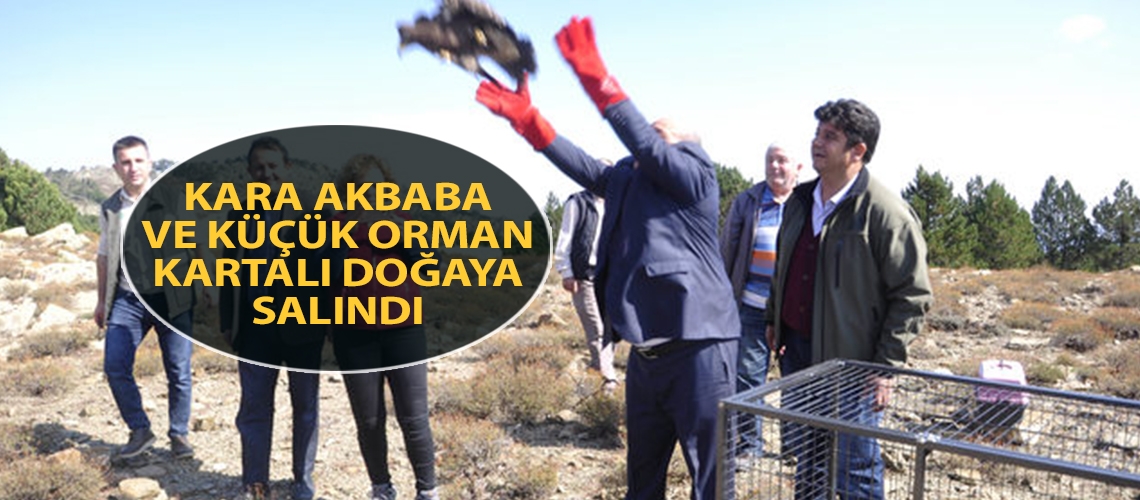 Kara akbaba ve küçük orman kartalı doğaya salındı