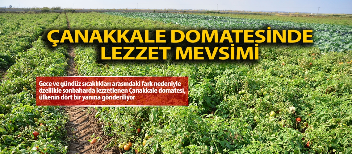 Çanakkale domatesinde lezzet mevsimi