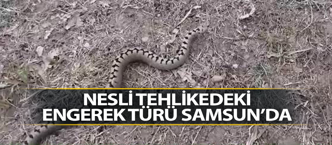 Nesli tehlikedeki engerek türü Samsun’da