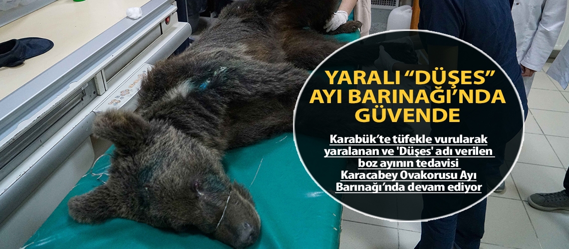 Yaralı “Düşes” Ayı Barınağı’nda güvende