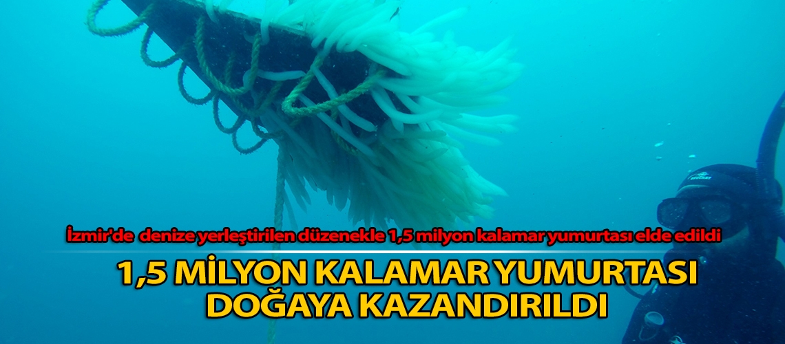 1,5 milyon kalamar yumurtası doğaya kazandırıldı