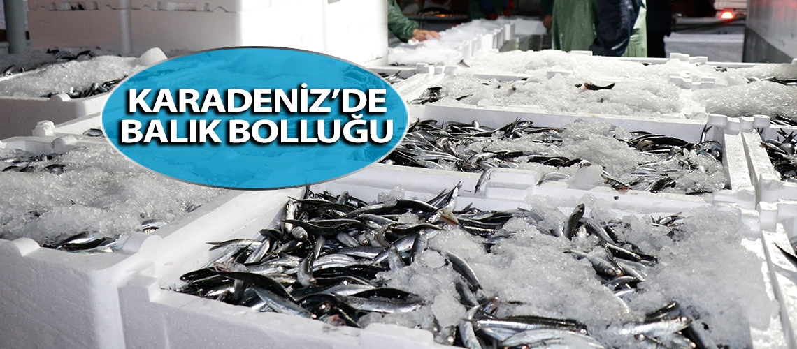 Karadeniz’de balık bolluğu