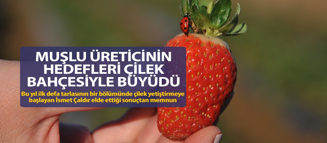 Muşlu üreticinin hedefleri çilek bahçesiyle büyüdü