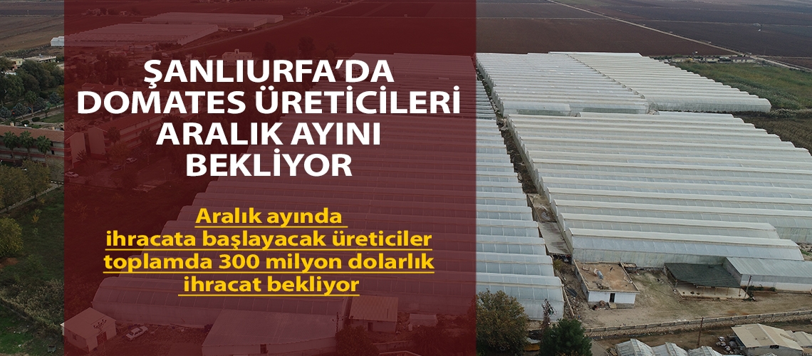 Şanlıurfa’da domates üreticileri aralık ayını bekliyor