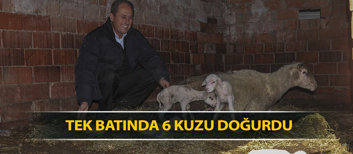 Tek batında 6 kuzu doğurdu