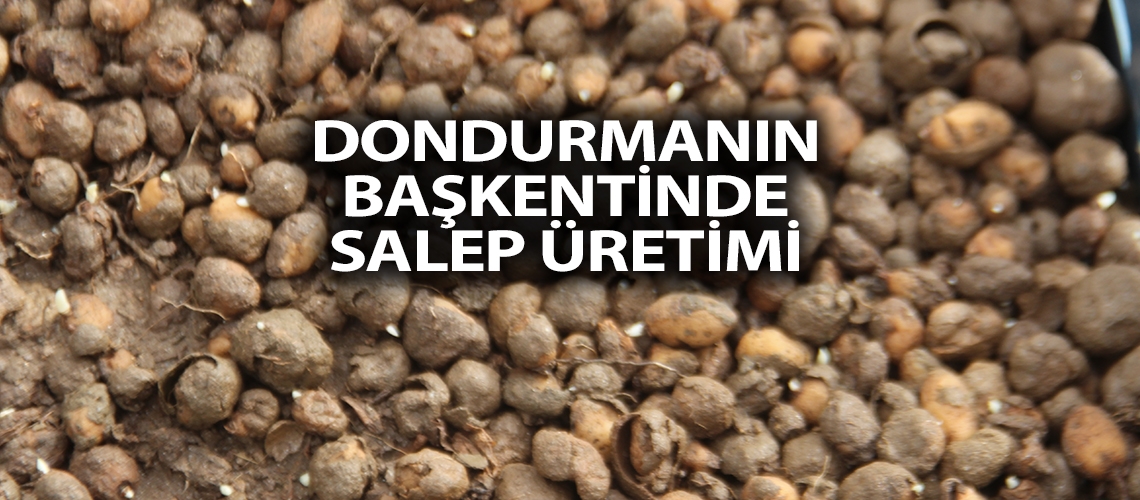 Dondurmanın başkentinde salep üretimi