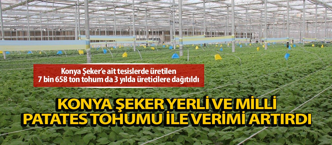 Konya Şeker yerli ve milli patates tohumu ile verimi artırdı