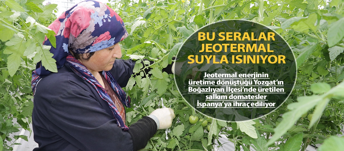 Bu seralar jeotermal suyla ısınıyor