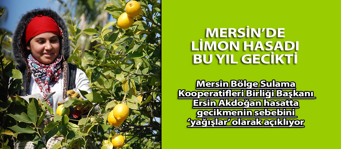 Mersin’de limon hasadı bu yıl gecikti