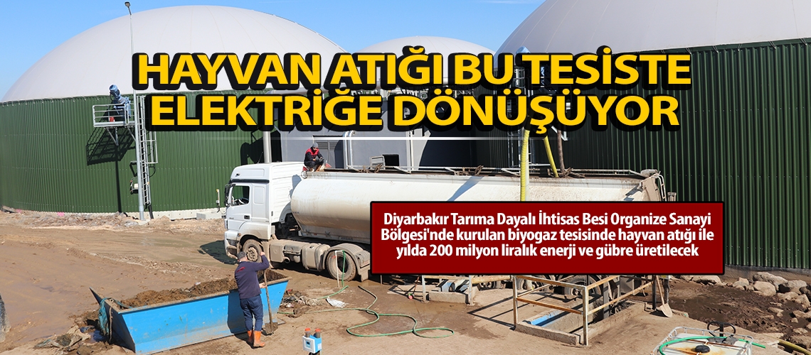 Hayvan atığı bu tesiste elektriğe dönüşüyor