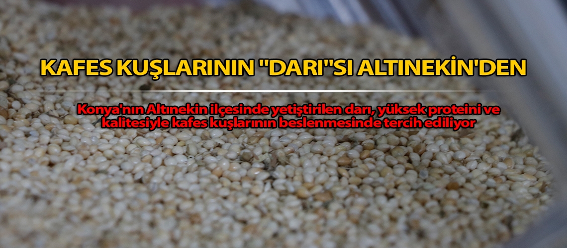 Kafes kuşlarının 