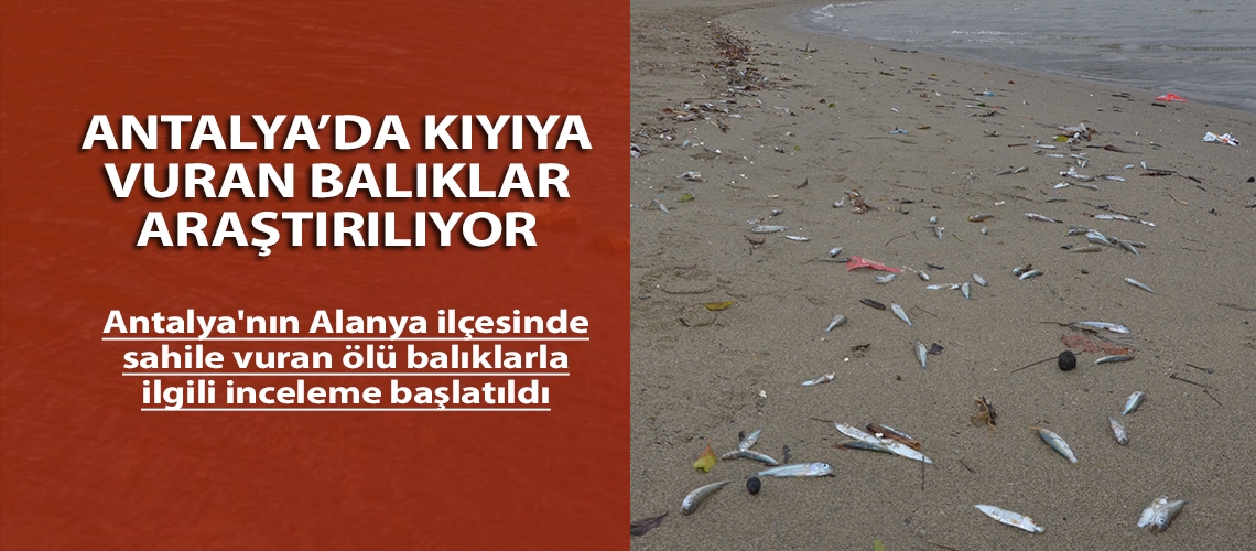 Antalya’da kıyıya vuran balıklar araştırılıyor