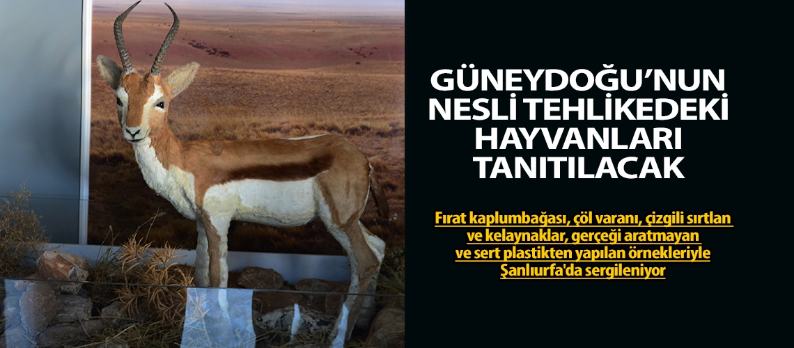 Güneydoğu’nun nesli tehlikedeki hayvanları tanıtılacak