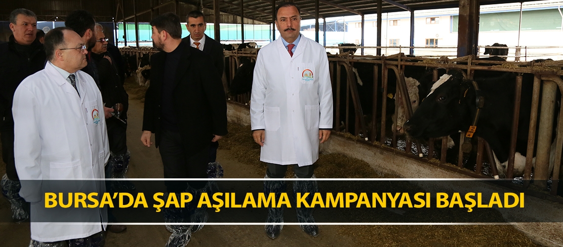 Bursa’da şap aşılama kampanyası başladı