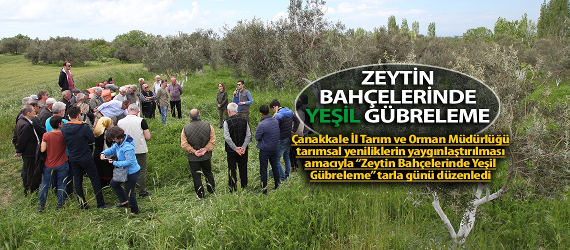 Zeytin bahçelerinde yeşil gübreleme