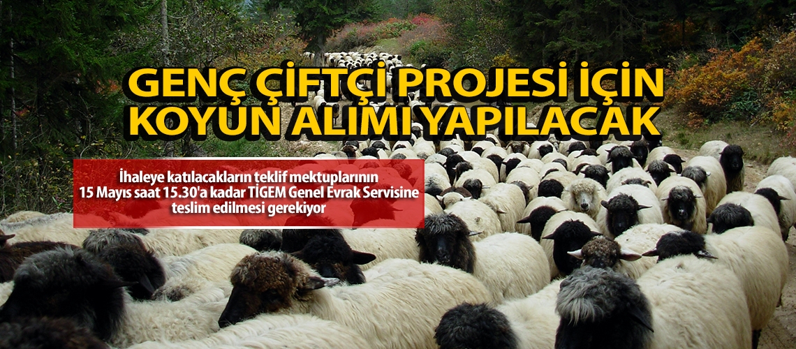 Genç Çiftçi Projesi için koyun alımı yapılacak