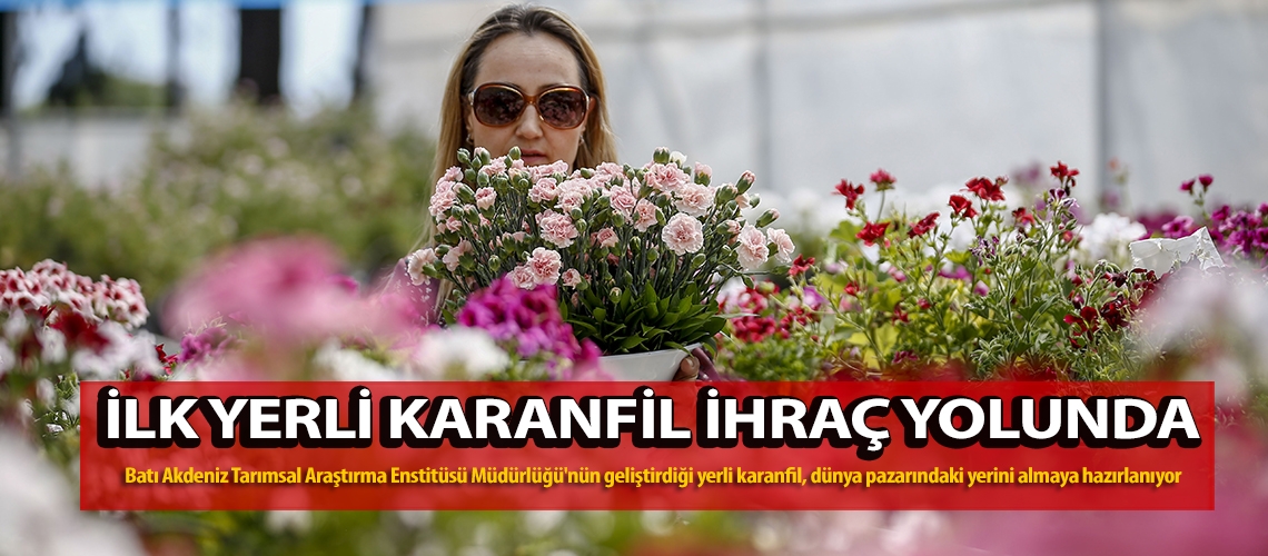 İlk yerli karanfil ihraç yolunda