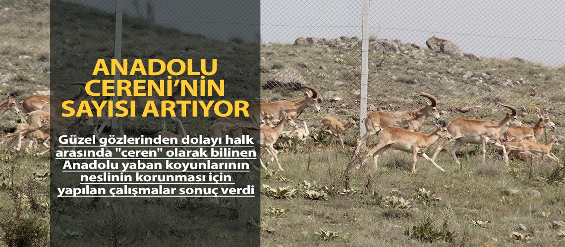 Anadolu Cereni’nin sayısı artıyor