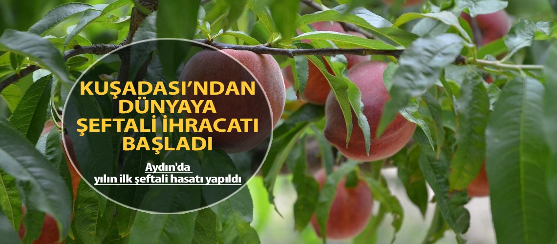 Kuşadası’ndan dünyaya şeftali ihracatı başladı