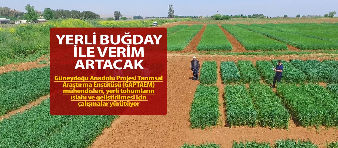 Yerli buğday ile verim artacak