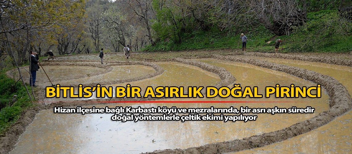 Bitlis’in bir asırlık doğal pirinci