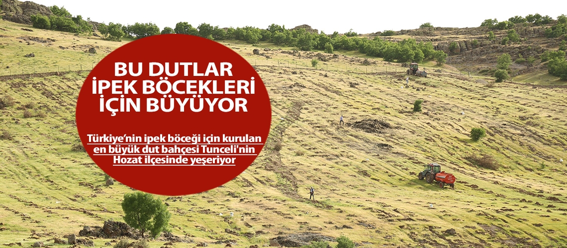 Bu dutlar ipek böcekleri için büyüyor