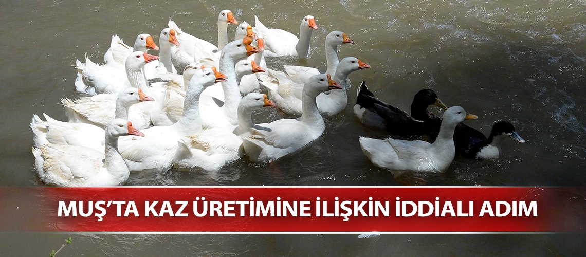 Muş’ta kaz üretimine ilişkin iddialı adım